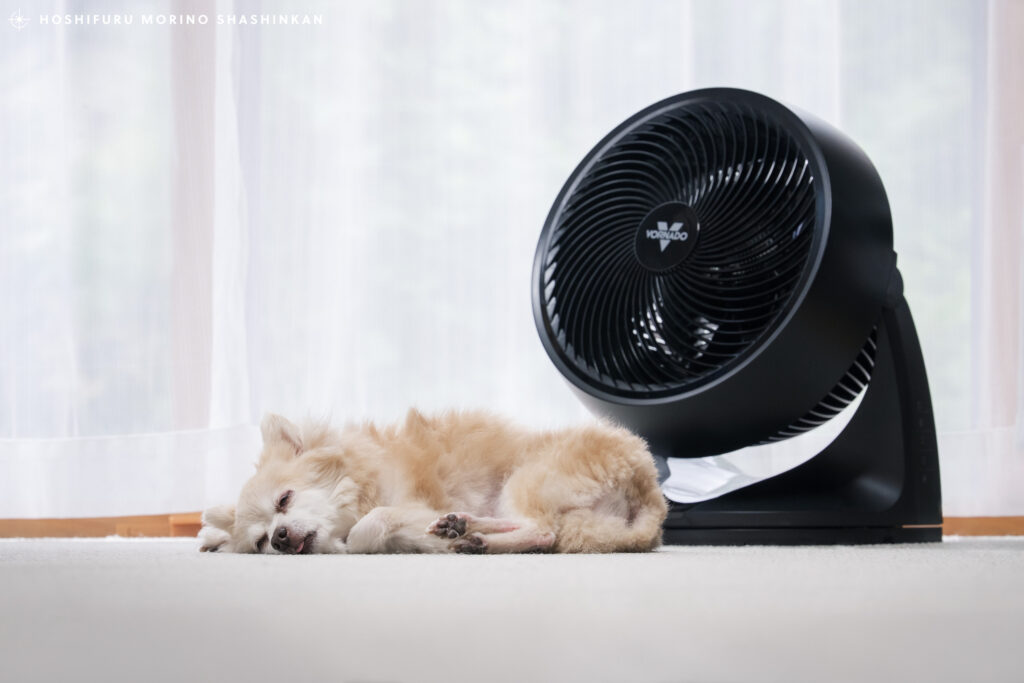 VORNADOサーキュレーターでワンちゃん・ペットも快適に過ごせる環境作り