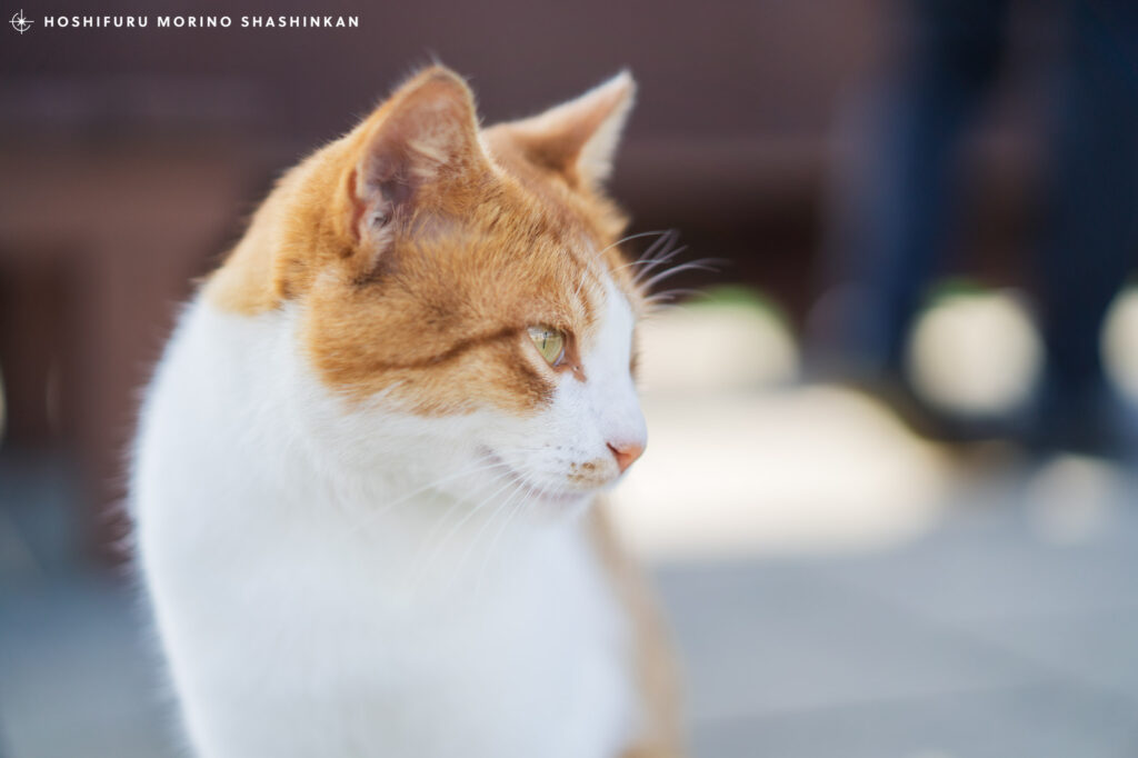 ヨロン駅にいた看板猫