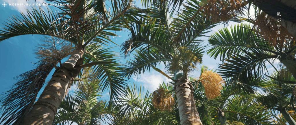 MV - 大山百合香 花ノしずく ミュージックビデオ制作