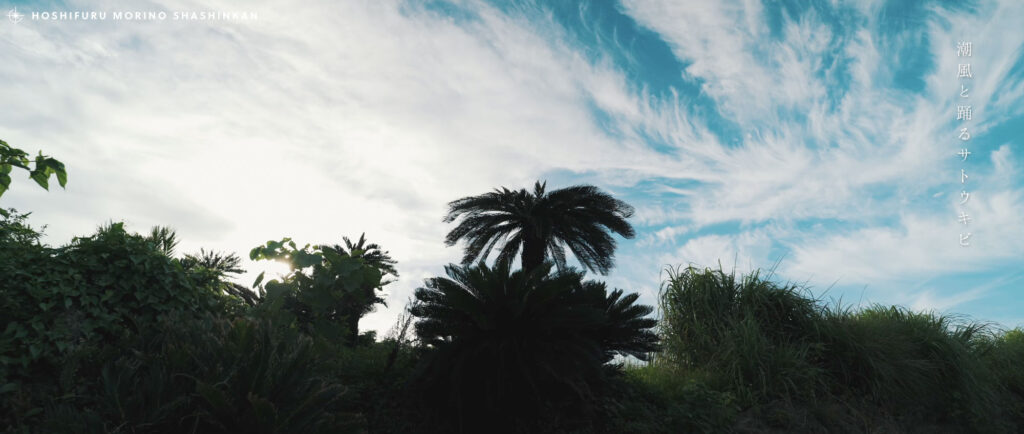 MV - 大山百合香 花ノしずく ミュージックビデオ制作