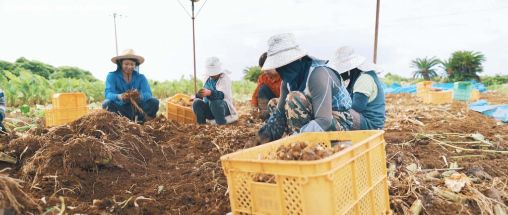 MV - 大山百合香 花ノしずく ミュージックビデオ制作