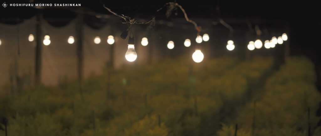 MV - 大山百合香 花ノしずく ミュージックビデオ制作