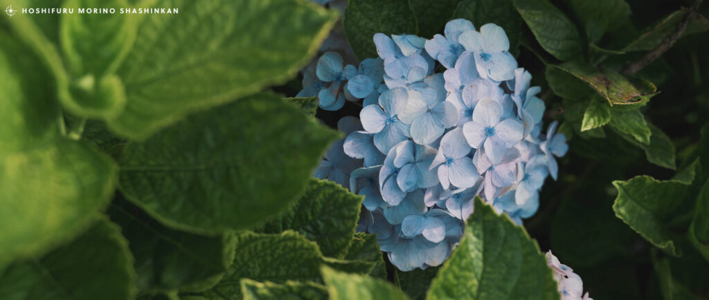 MV - 大山百合香 花ノしずく ミュージックビデオ制作